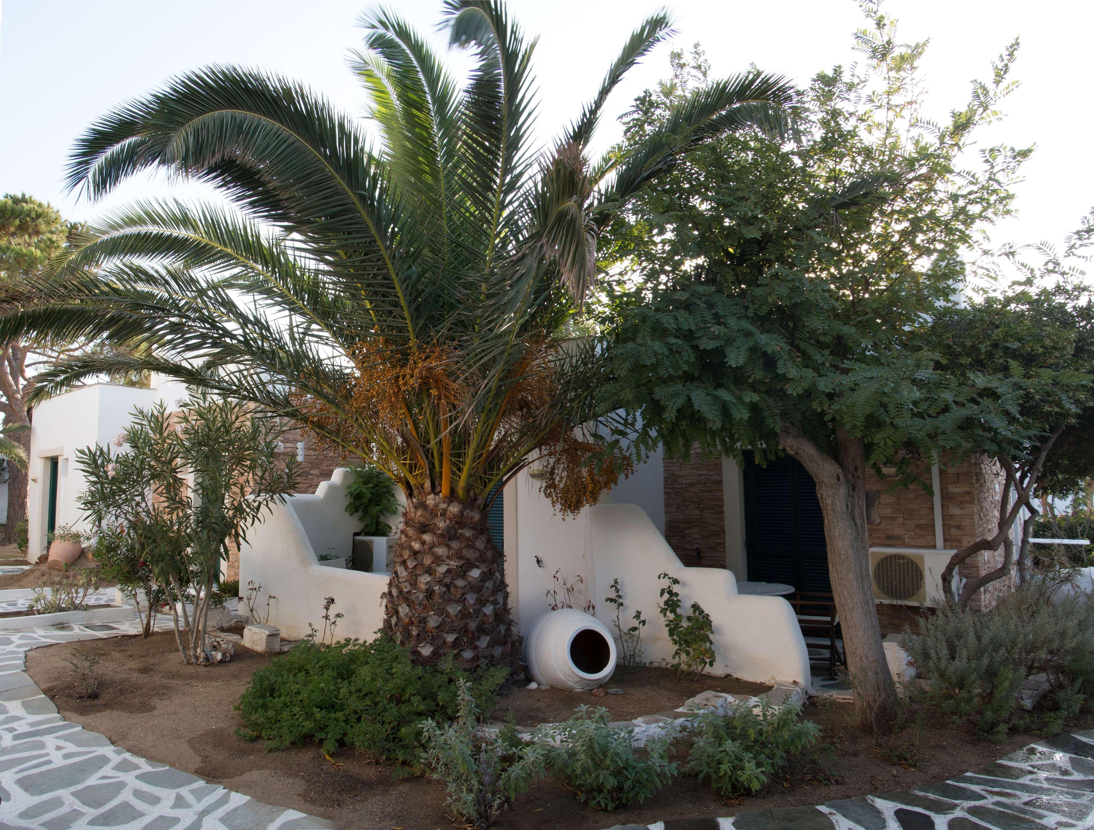 Hotel Naxos Beach Naxos City Dış mekan fotoğraf